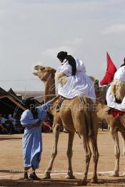 Image du Maroc Professionnelle de  Des hommes du désert s’apprêtent à une course de chameaux organisé dans un site désertique sur lequel la ville de Tan Tan a toujours accueilli la majorité des tribus et des grandes familles nomades du désert lors d'un grand Moussem, Samedi 7 Septembre 2013. Le festival parrainé par l'UNESCO rassemble des milliers de nomades du Maroc. (Photo / Abdeljalil Bounhar)